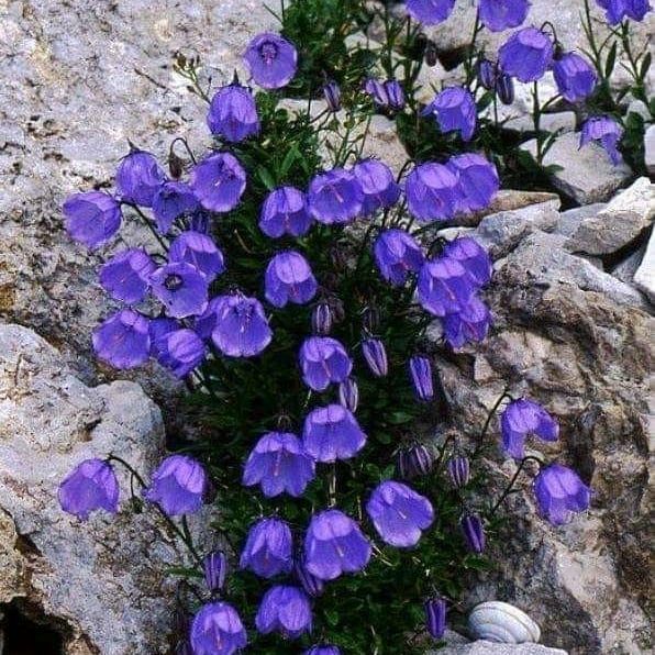 نذار امشبو دلم با خیال تو سر کنه